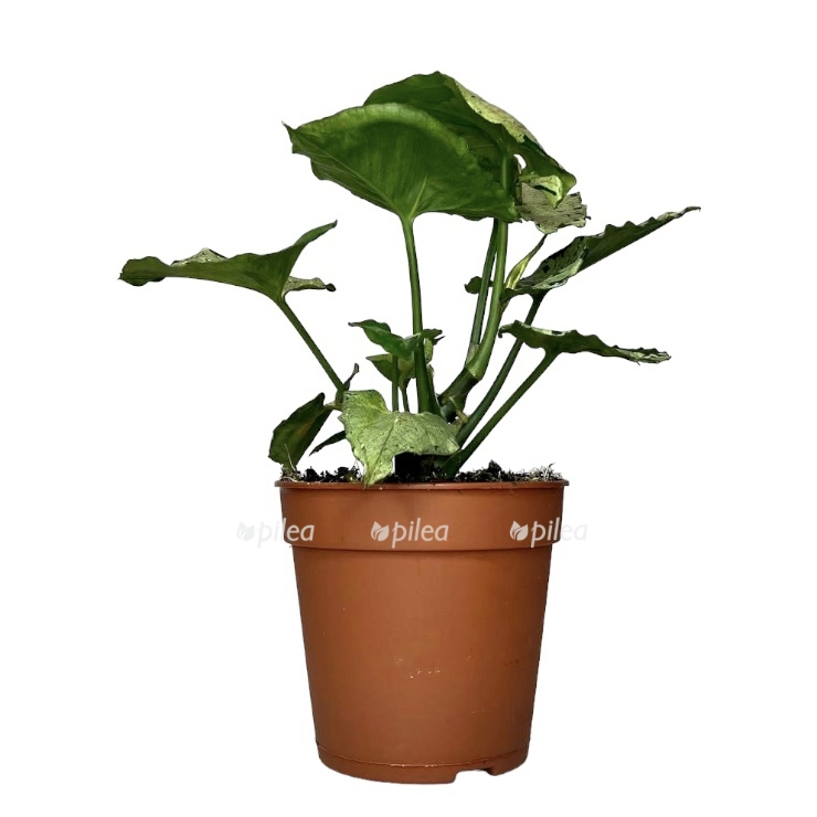 photoroom 20230424 112755