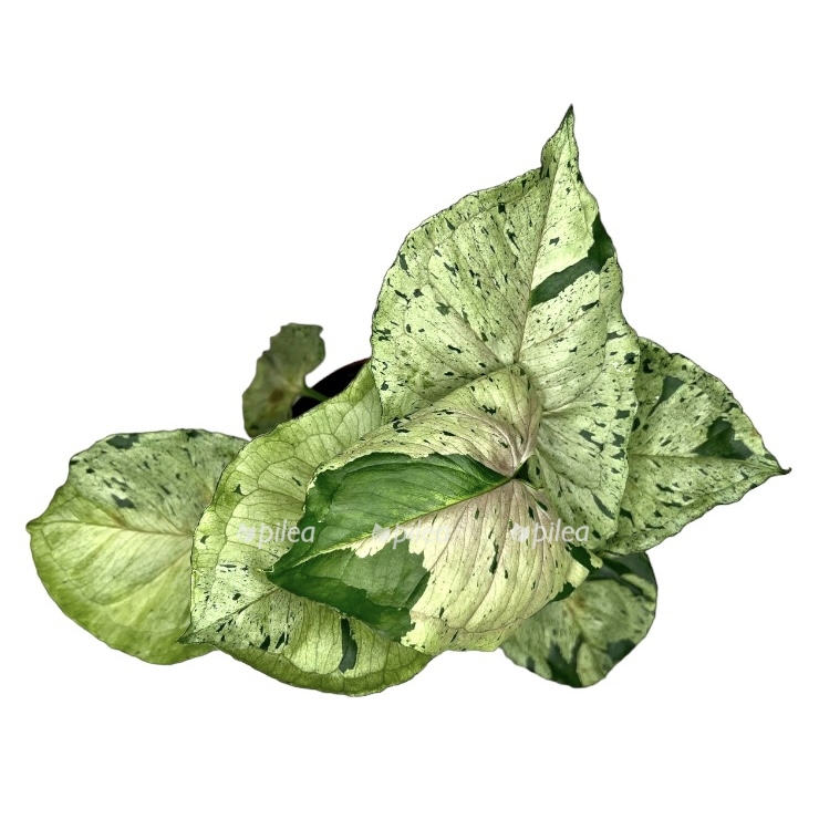 photoroom 20230424 112830