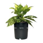 photoroom 20230424 114450