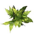 photoroom 20230424 114506