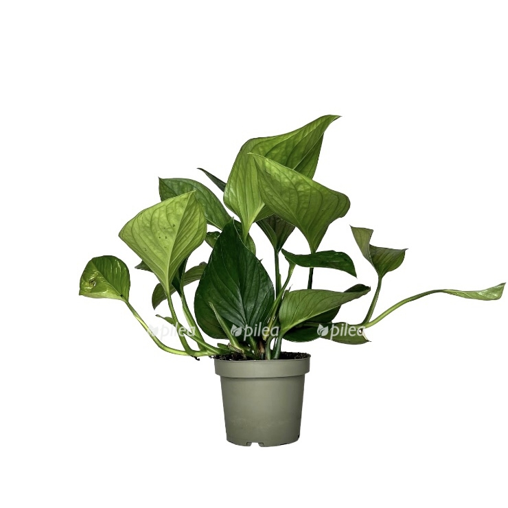 photoroom 20230424 210238