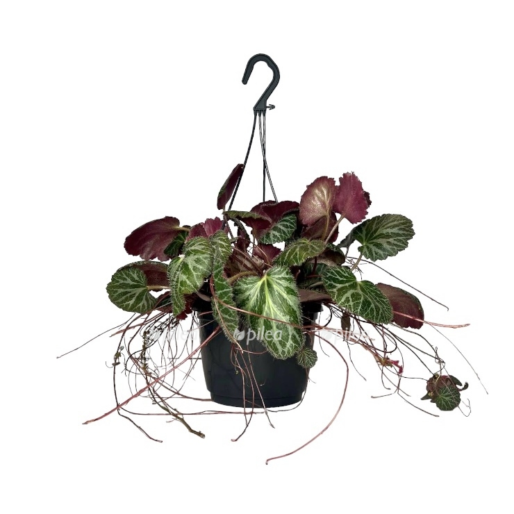 Саксифрага Столонифера Триколор купить