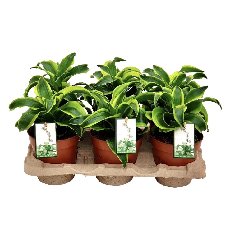 photoroom_20230426_083340.jpeg photoroom 20230426 083340