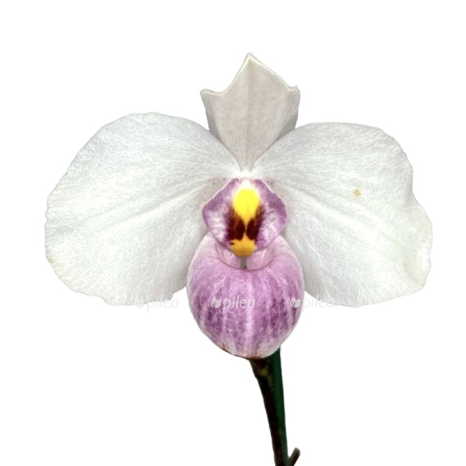 photoroom 20230426 125552