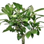 photoroom 20230501 130931