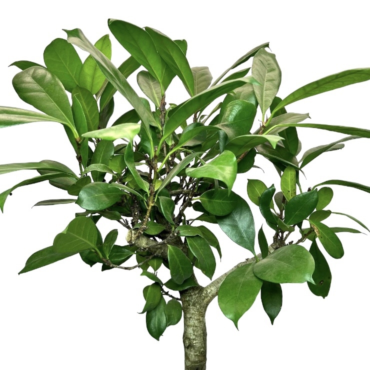 photoroom 20230501 130931