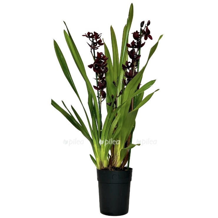 photoroom 20230501 132112