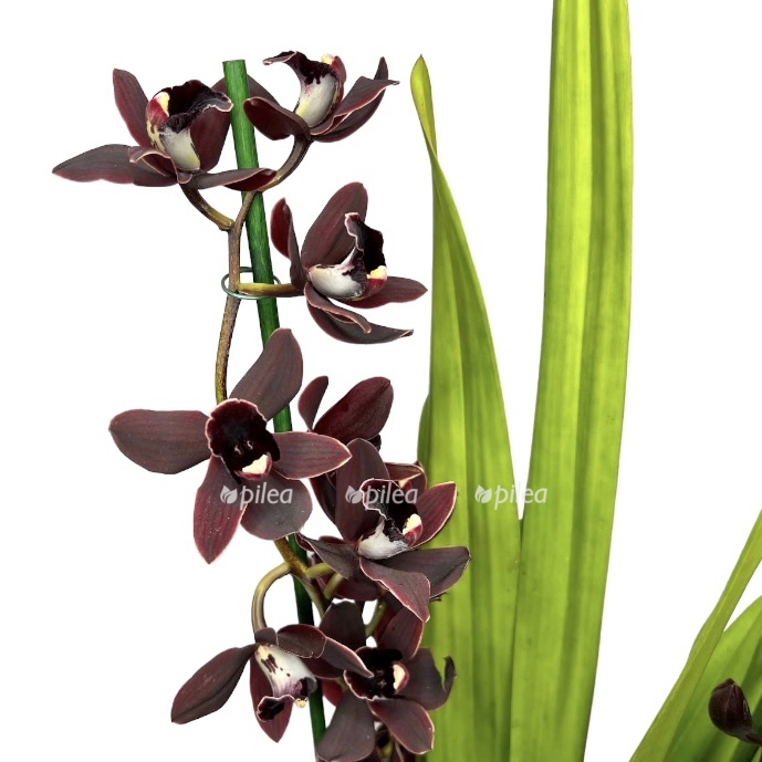 photoroom 20230501 132146