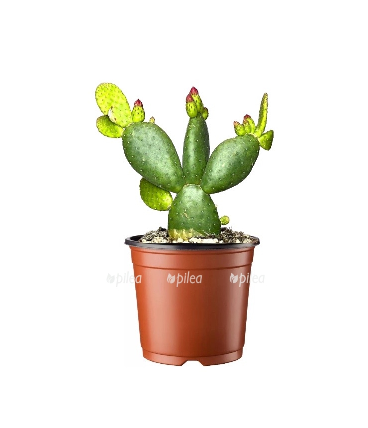 photoroom 20230501 151436