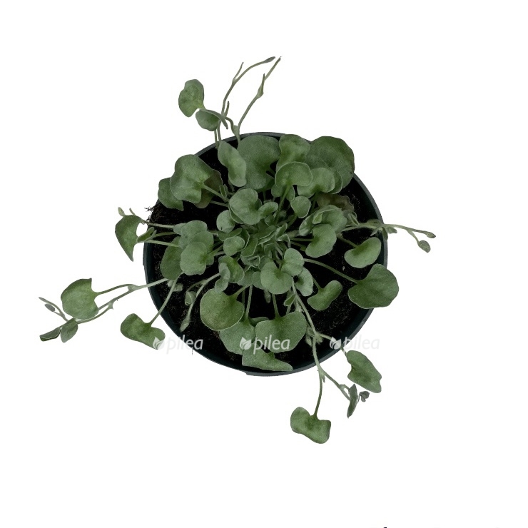 photoroom 20230506 140950