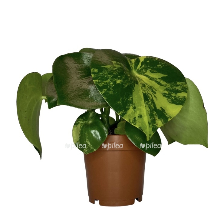 photoroom_20230508_081810.jpeg photoroom 20230508 081810