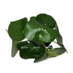 photoroom 20230508 081821