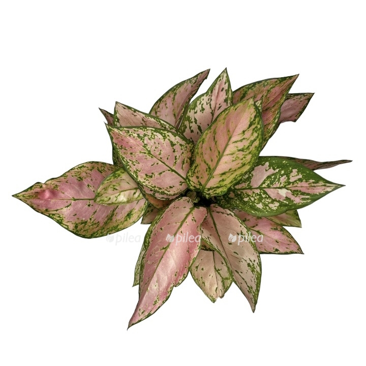 photoroom 20230508 113913