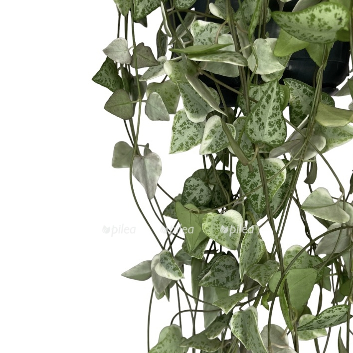 photoroom 20230508 142912