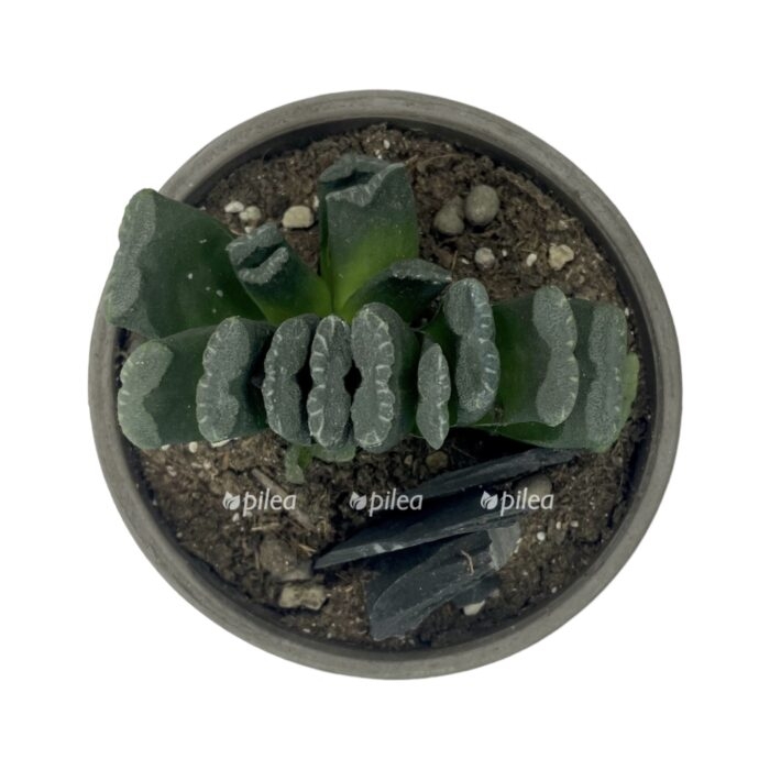 photoroom 20230513 124825 e1684083960581