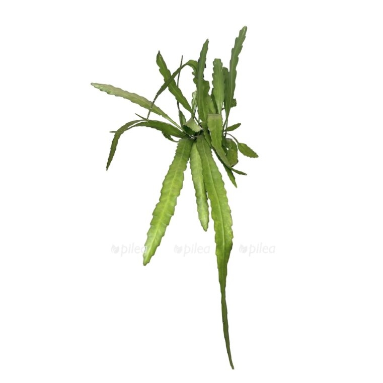 photoroom 20230515 080319 e1684170778155