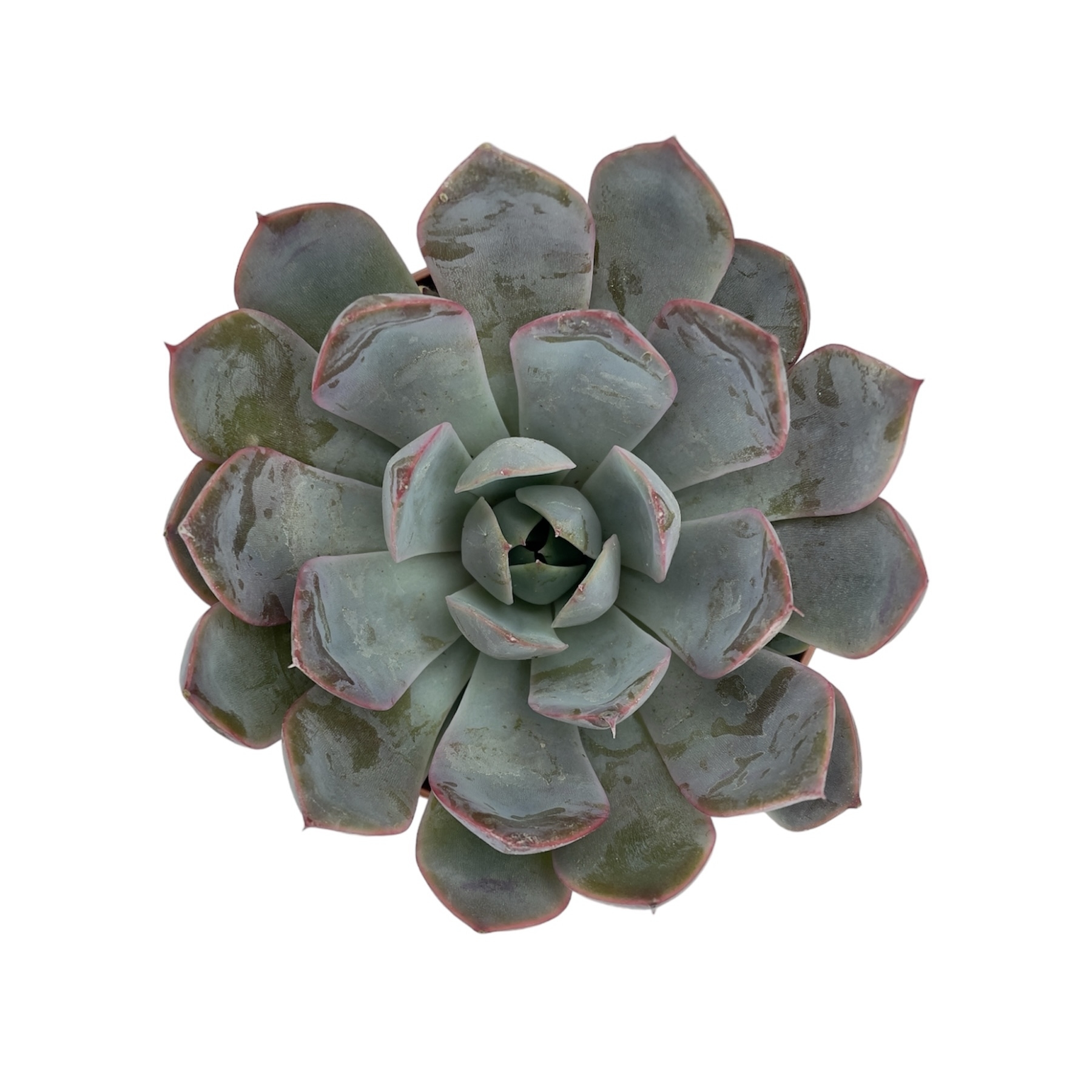 photoroom 20230522 182350