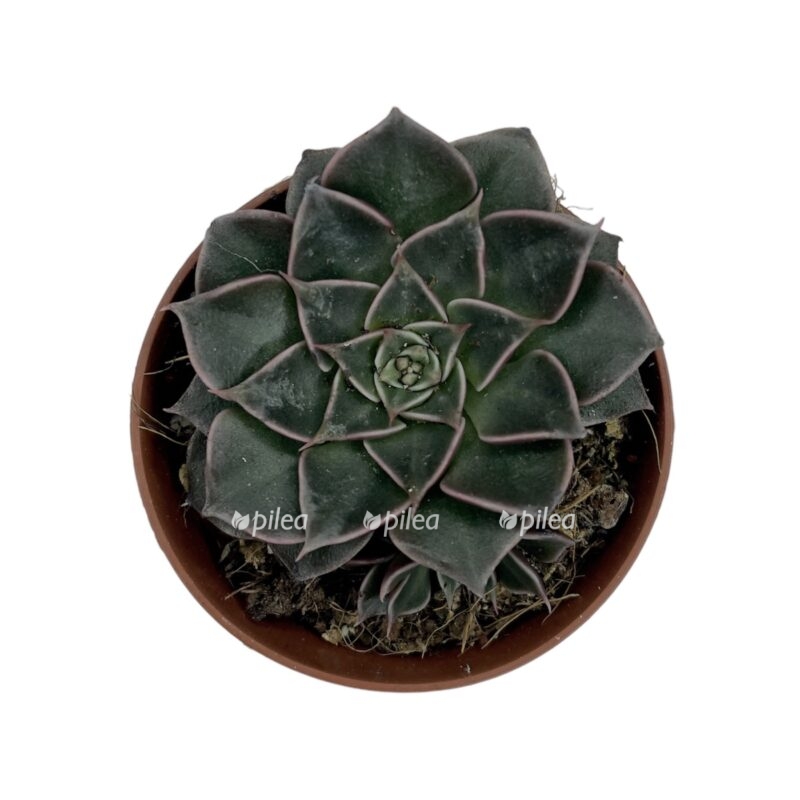 photoroom 20230522 184034 e1684770519700