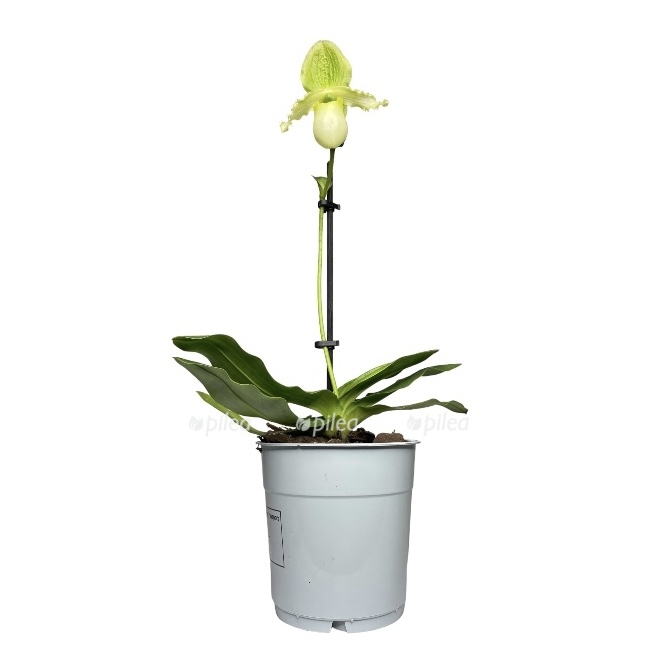 photoroom 20230523 130128