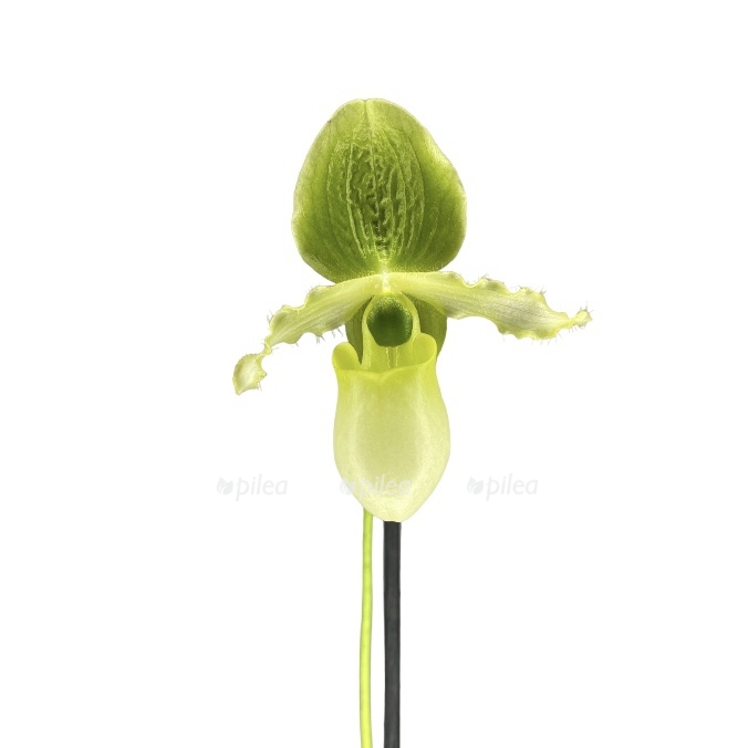 photoroom 20230523 130139