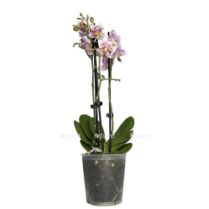 photoroom 20230525 113247