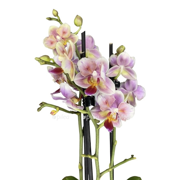 photoroom 20230525 113307