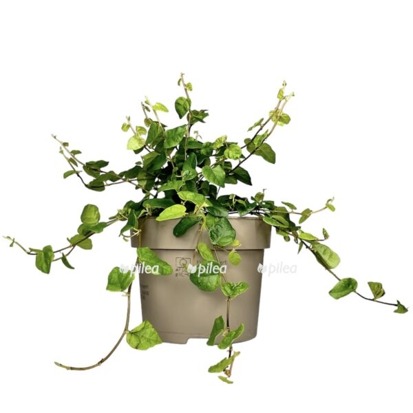 photoroom 20230525 142244 e1727408647416