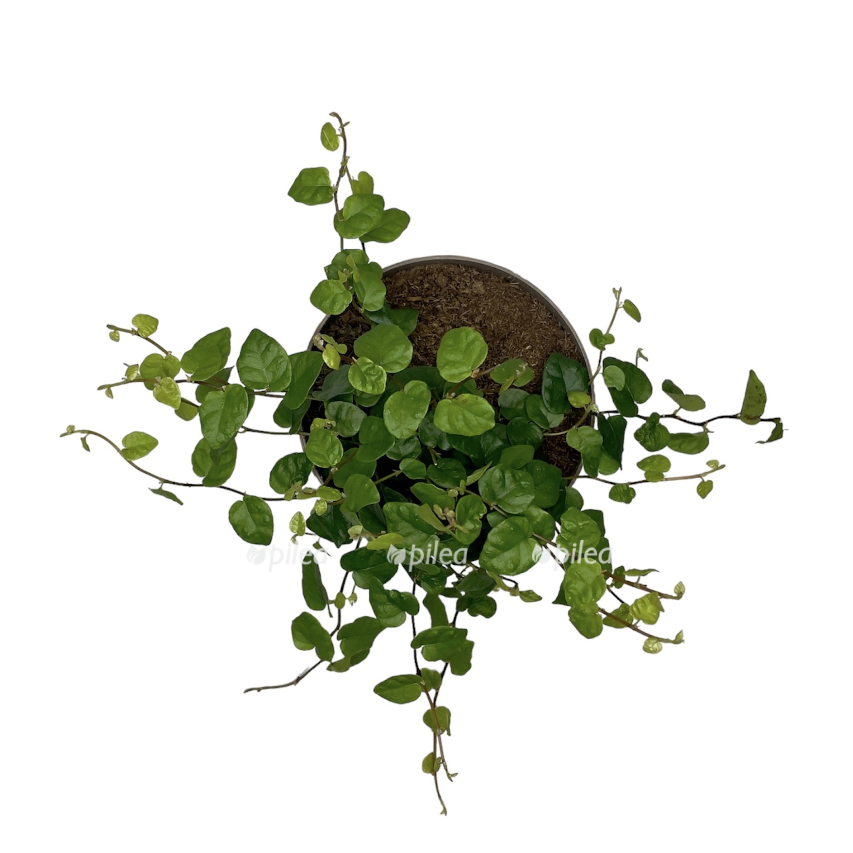 photoroom 20230525 142308