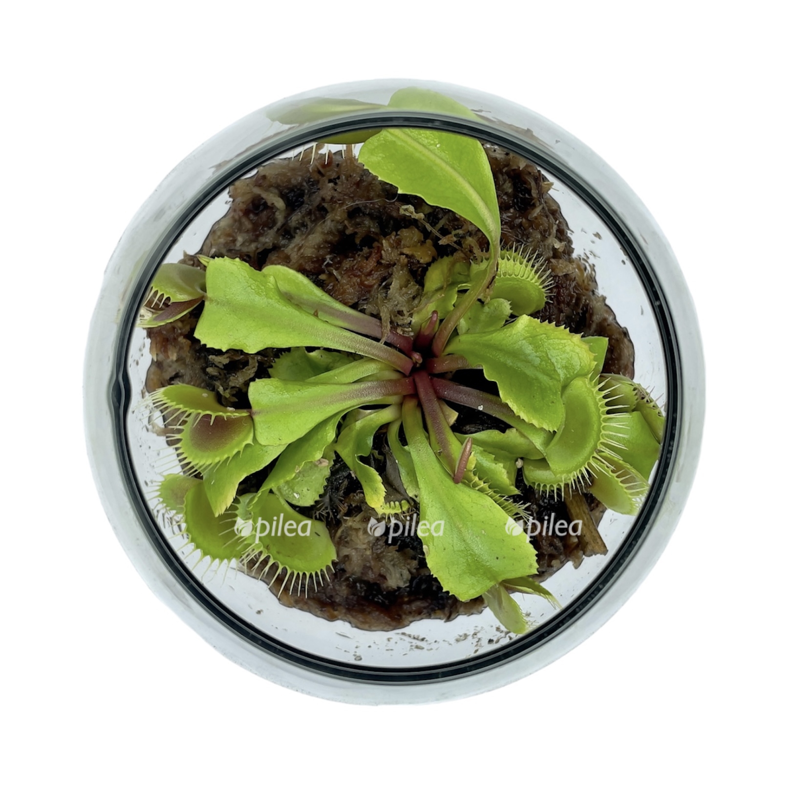 photoroom 20230525 145556