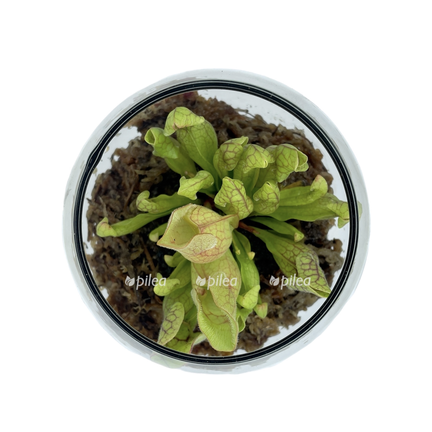 photoroom_20230525_145608.jpeg photoroom 20230525 145608