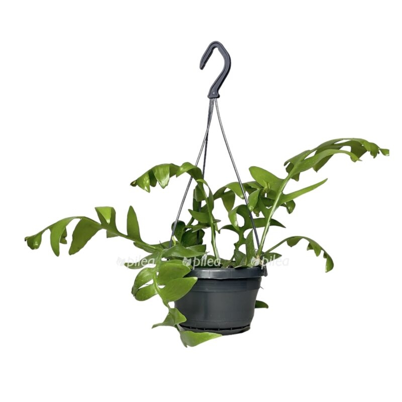 photoroom 20230526 091829 e1685128732251