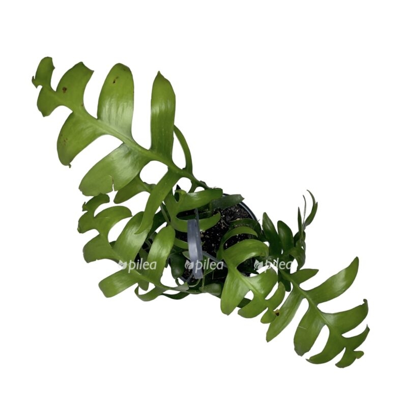 photoroom 20230526 092034 e1685128720886