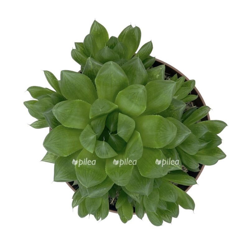 photoroom 20230528 092315 e1685282507394