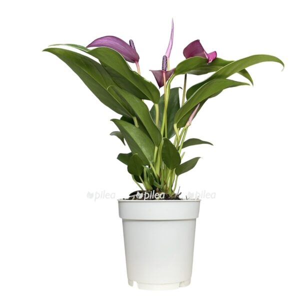 photoroom 20230529 092906 e1725616611320