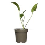 photoroom 20230530 082611