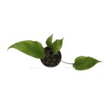 photoroom 20230530 082625