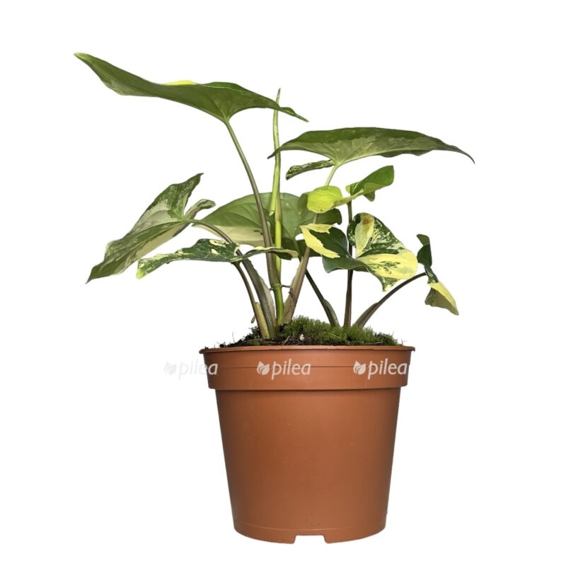 photoroom 20230531 080956 e1685785641602