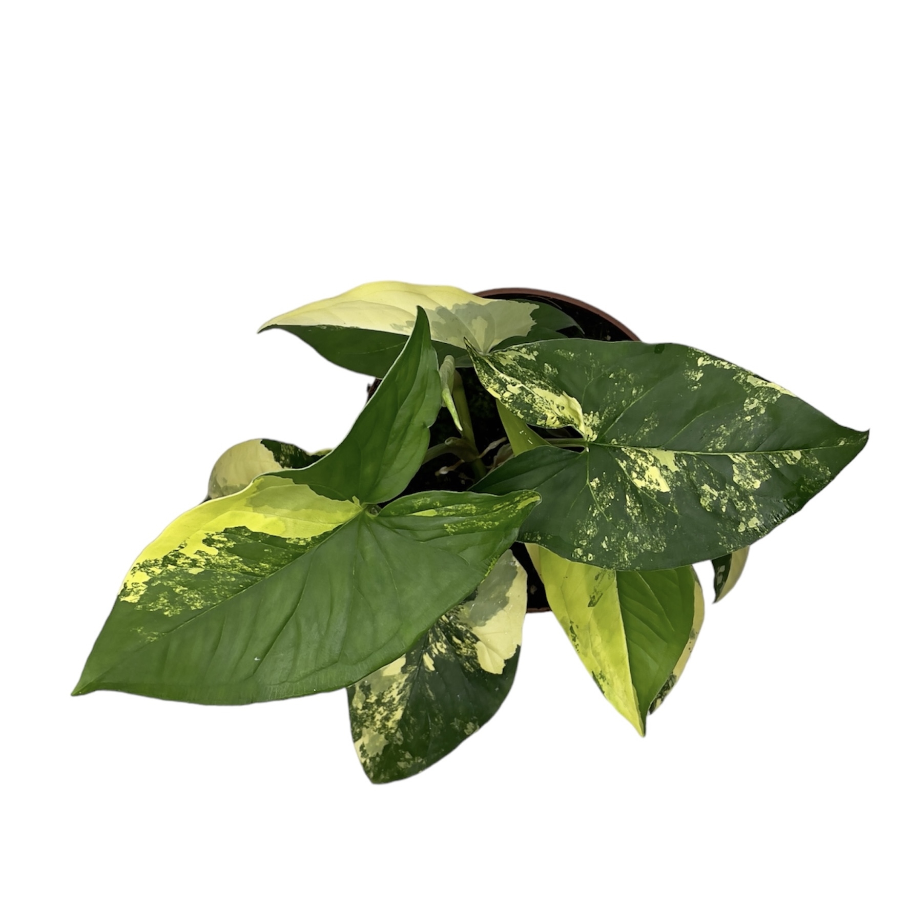 photoroom 20230531 081010