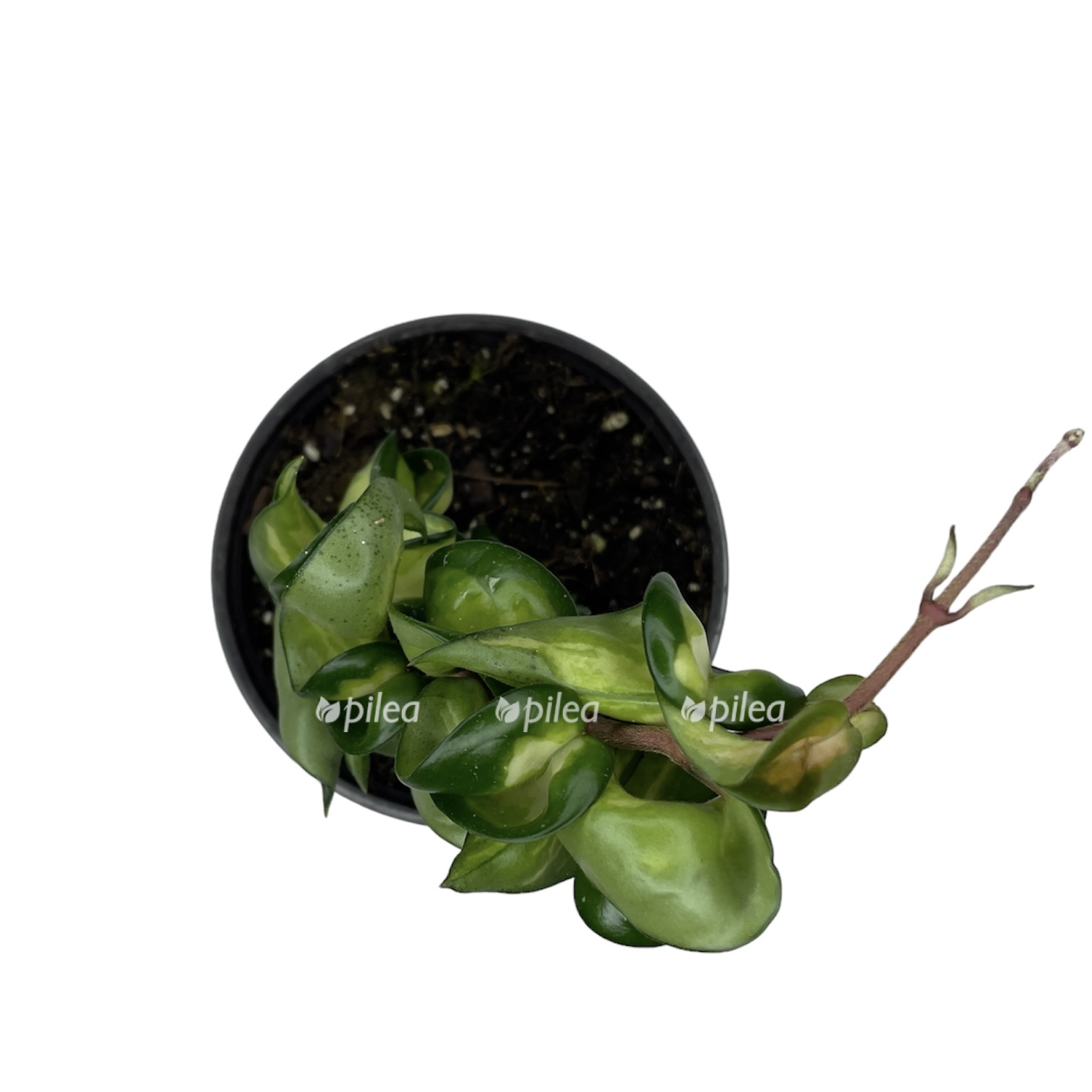 photoroom 20230531 085605