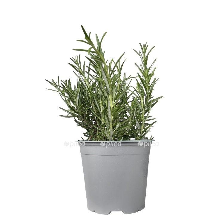 photoroom 20230602 201256