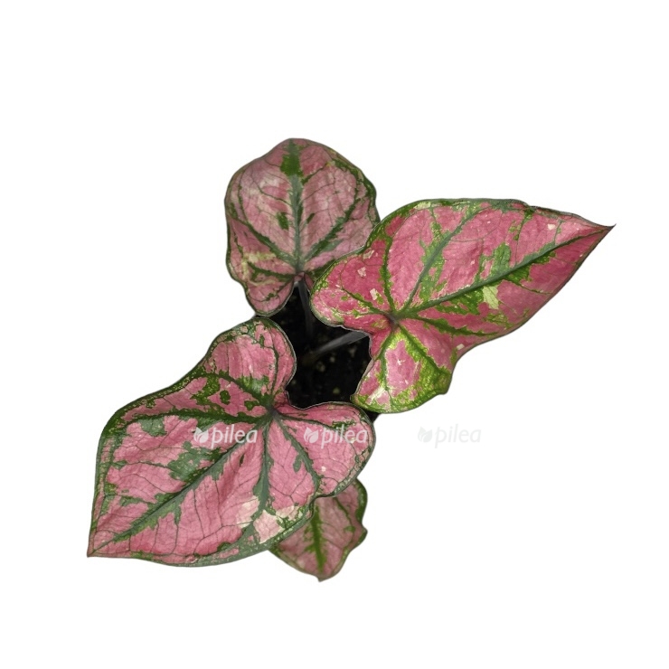 photoroom 20230603 064917