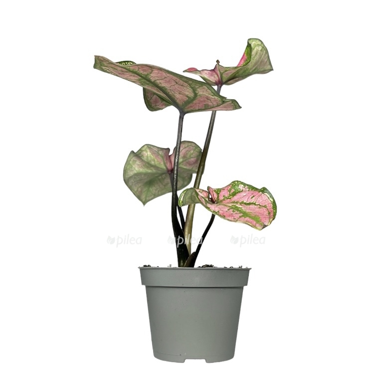 photoroom 20230603 065004