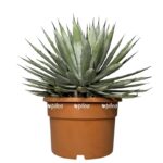 photoroom 20230603 075828 e1685789487397