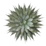 photoroom 20230603 075850 e1685789508981