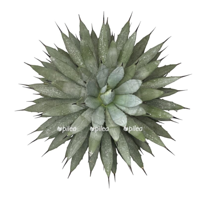 photoroom 20230603 075850 e1685789508981