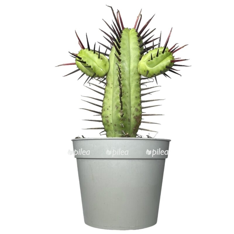 photoroom 20230603 084612 e1685800995891