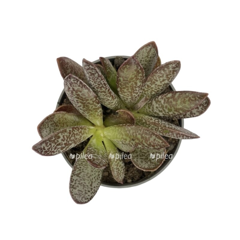 photoroom 20230603 090429 e1685801724136