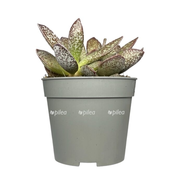 photoroom 20230603 090449 e1685801751719