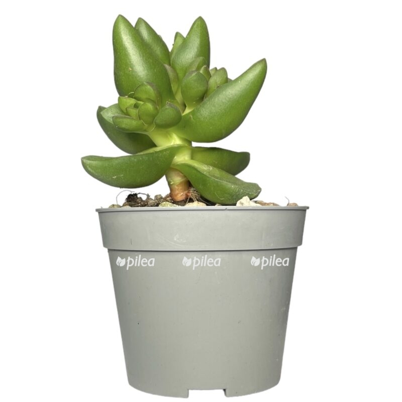 photoroom 20230603 095457 e1685802848964