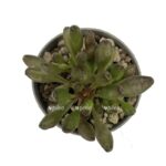 photoroom 20230603 100903 e1685803954127